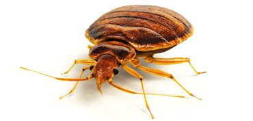 Bed Bugs