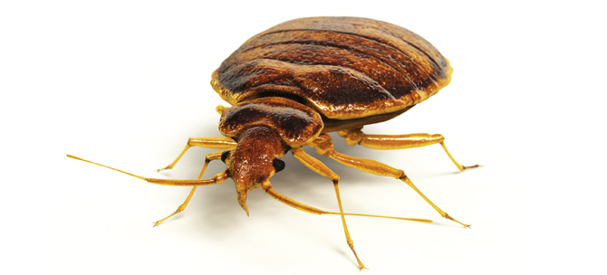 Bed Bugs