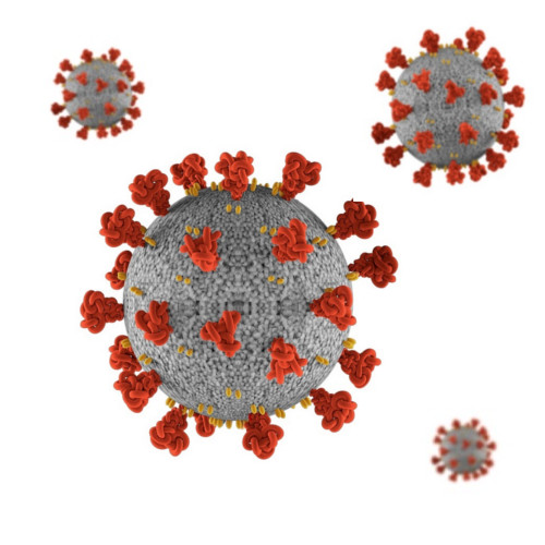 Brown Marmorated Stink Bug