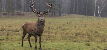 Terminator Pest Control Wood Worm