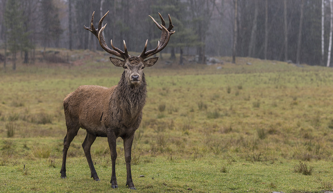 Terminator Deer Management