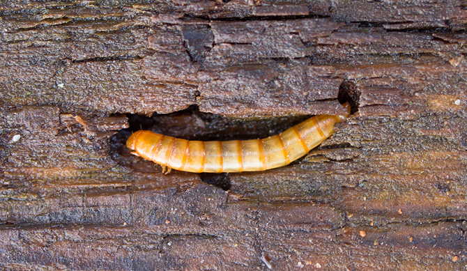 Terminator Bird Proofing