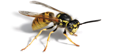 Wasps & Wasp Nests